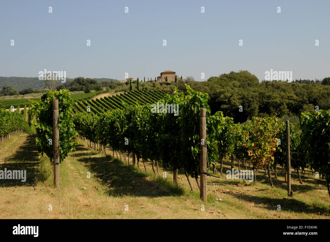 Righe di ben curato vigne a San Giovanni il toscano della Arceno Estate nei pressi del villaggio di Castelnuovo Berardenga. Foto Stock