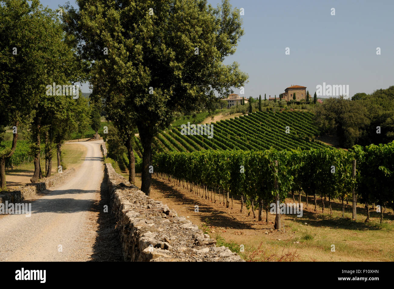 Righe di ben curato vigne a San Giovanni il toscano della Arceno Estate nei pressi del villaggio di Castelnuovo Berardenga. Foto Stock