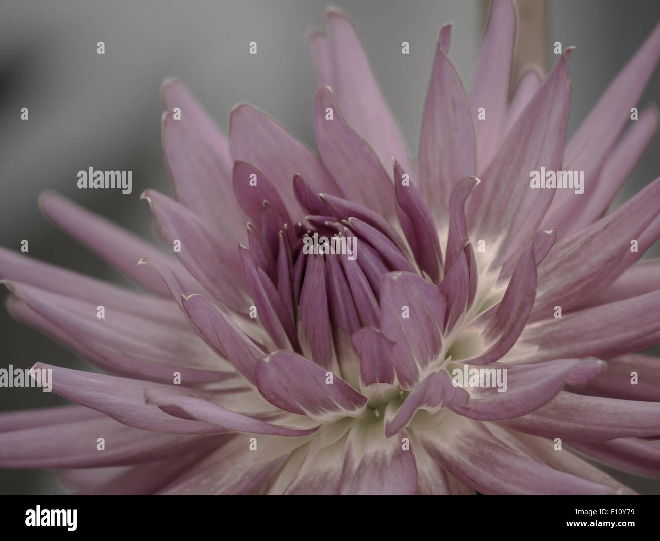Dalia Foto Stock