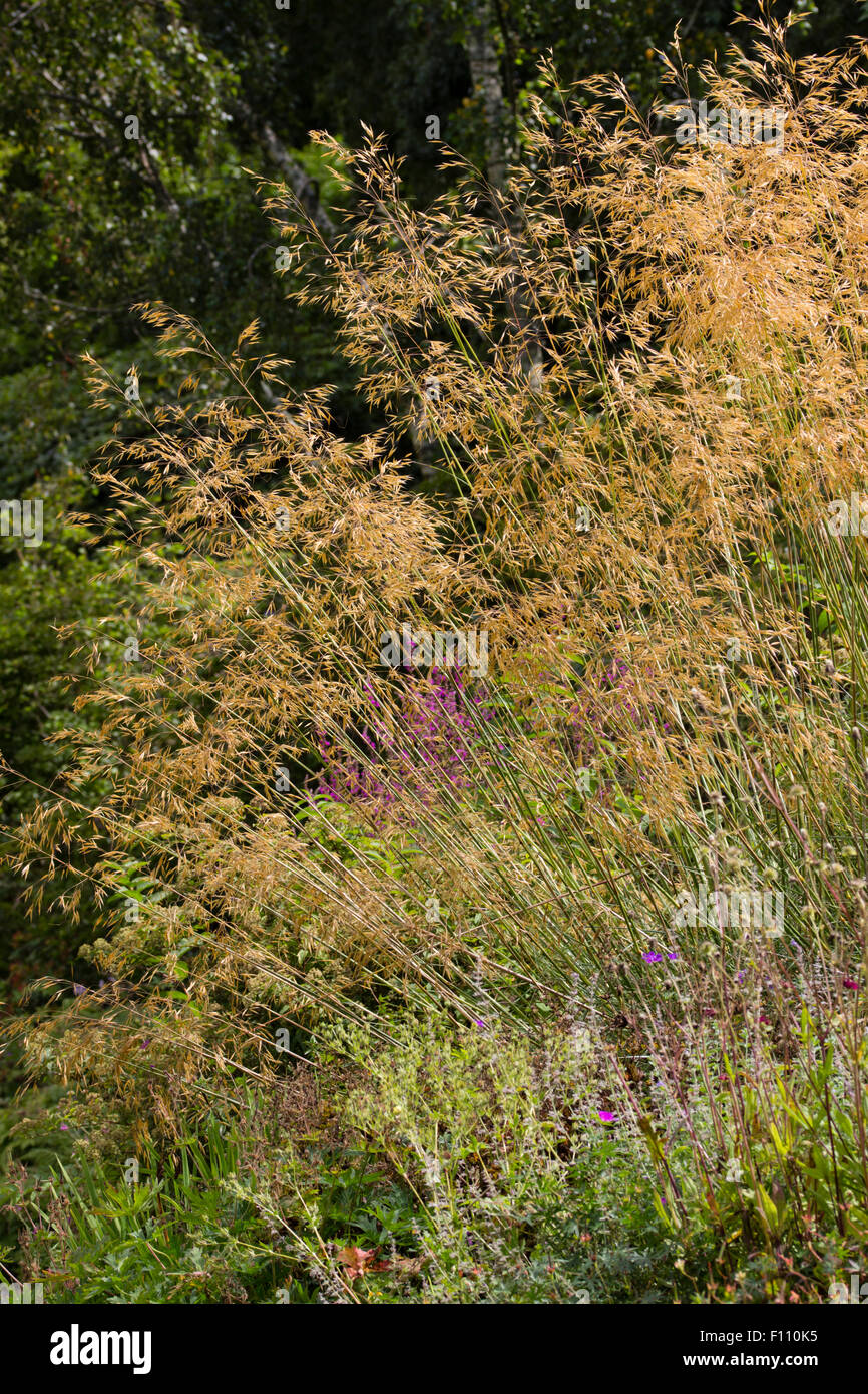 Golden seedheads della fioritura ornamentali erba, Stipa gigantea Foto Stock