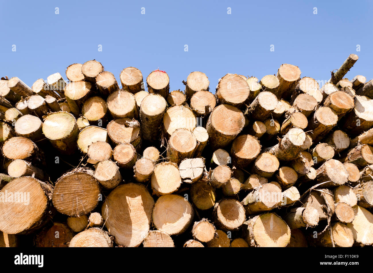Silvicoltura registri legno Exmoor Devon Foto Stock