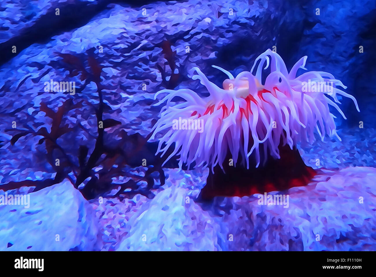 Un anemone di mare con red highlights. Foto Stock