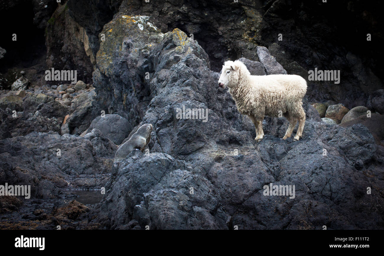 Una pecora befriends un cucciolo di tenuta sulle rocce. Foto Stock