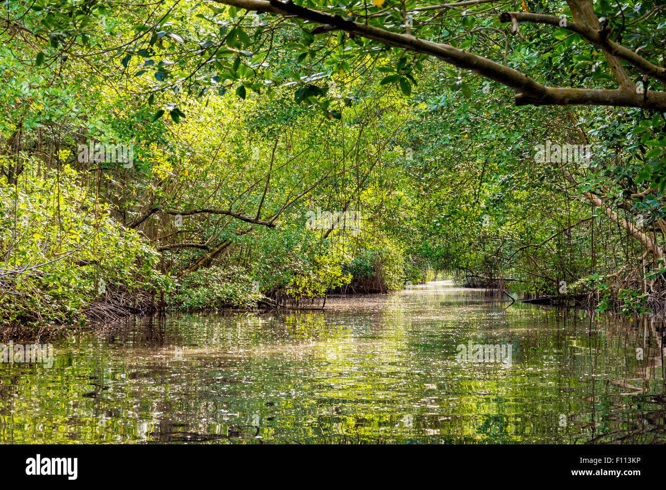 La Caroni Swamp è designato un santuario della fauna selvatica è situata alla foce del fiume Caroni, il più grande fiume in Trinidad. Foto Stock