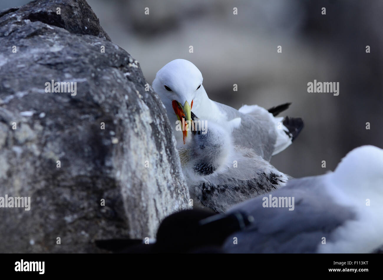 Kittiwake, bird, natura, di gabbiano, animale, nero-gambe, fauna, naturale, isole, pinguini, ornitologia, nido, rissa, fauna selvatica, Foto Stock