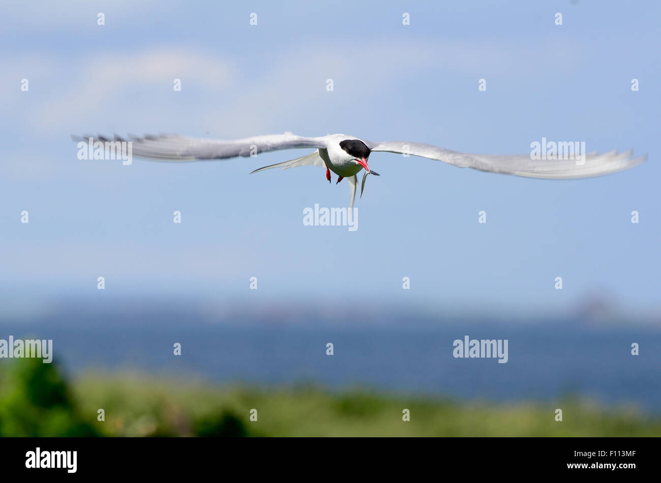 Terna, bird, artiche, comune,la natura, la fauna animale, sterna, bianco, paradisaea, ala, becco rosso, volare, blu, pinguini, mare, occhio, w Foto Stock