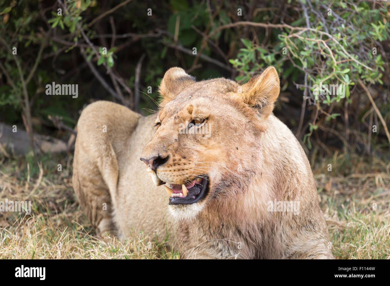 African Safari big five: adulto leonessa (Panthera leo), femmina lion, a riposo sotto un cespuglio, Okavango Delta, Botswana, Sud Africa Foto Stock