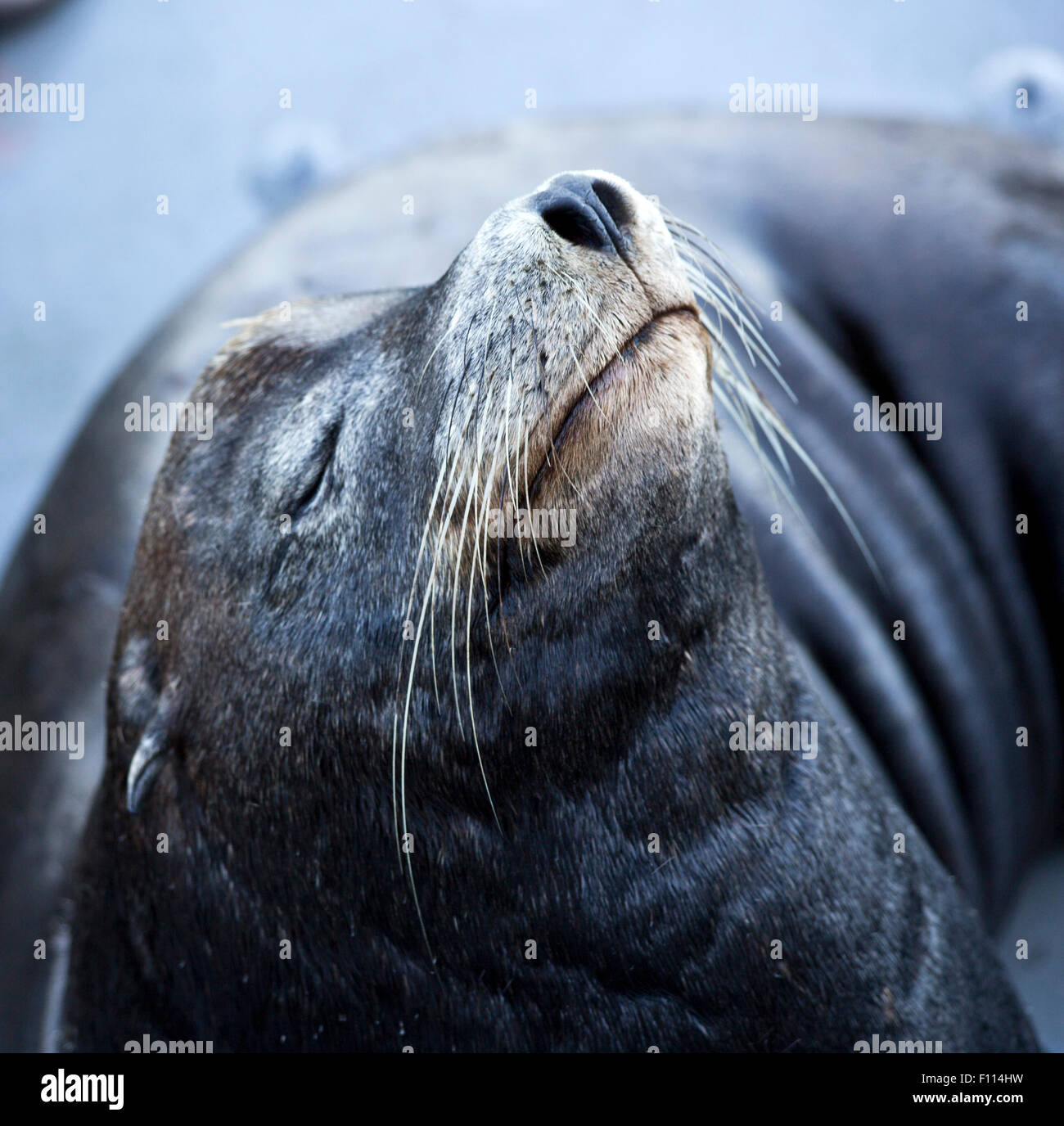 Leoni di mare Foto Stock