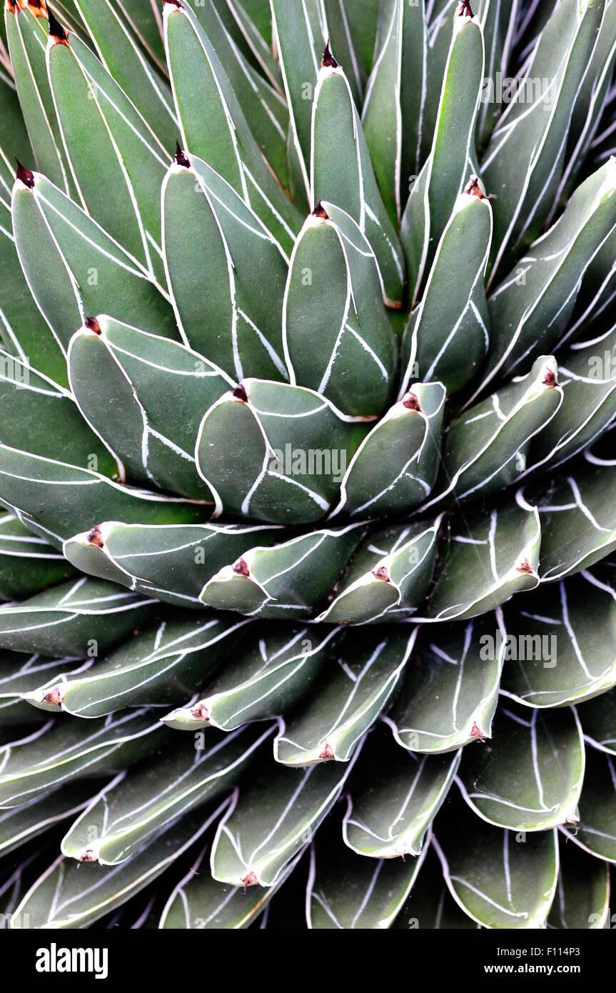 Queen Victoria Agave Plant Seeds Agave Victoriae-reginae (Queen Victoria  Agave) Seeds - 10 Exotic Succulent Seeds Agave Americana Agave  Cactis&Succulents