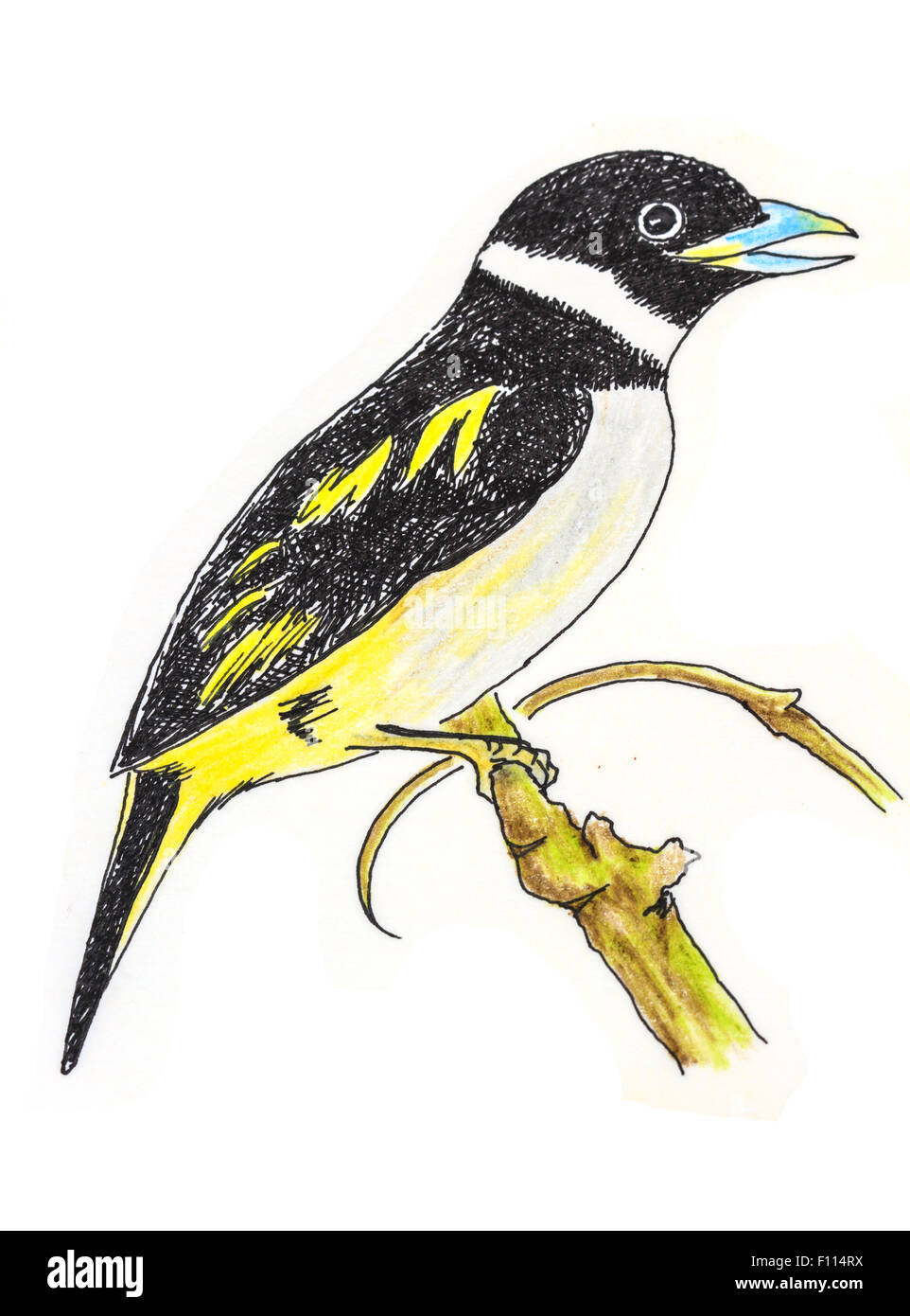 Il disegno originale di uccelli sul libro bianco, giallo e nero Broadbill Foto Stock