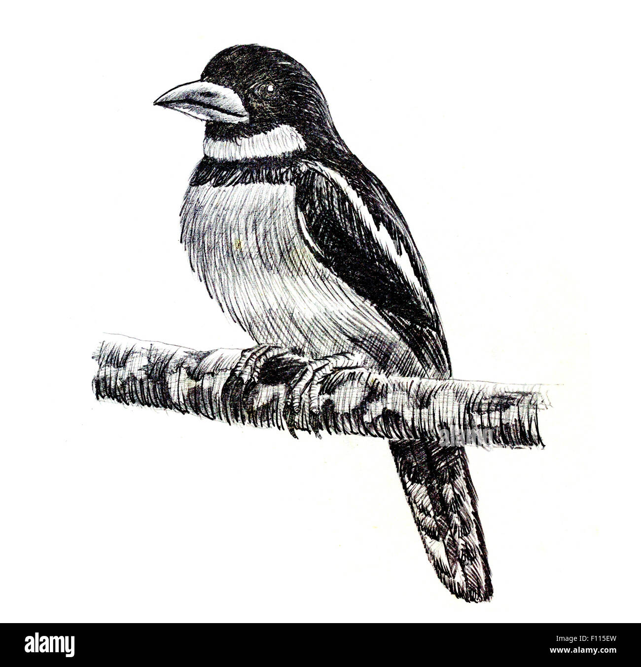 Il disegno originale di uccelli sul libro bianco e nero-rosso Broadbill Foto Stock