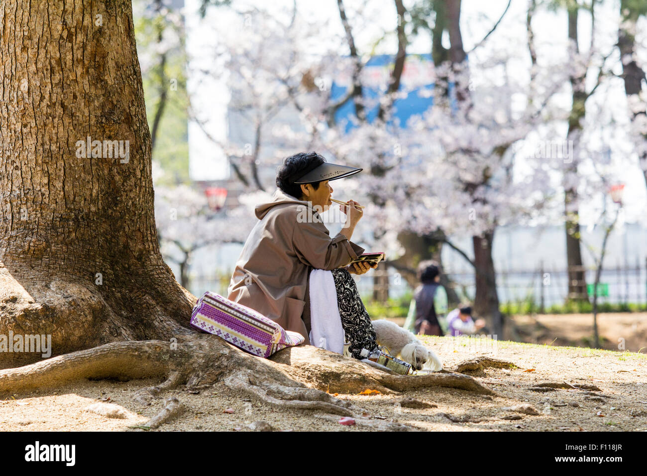 Giappone, Marugame. Giapponese donna matura seduto sotto agli alberi in ombra, mangiando un bento, scatola di pranzo, con i bastoncini. Retroilluminato con fiori di ciliegio. Foto Stock