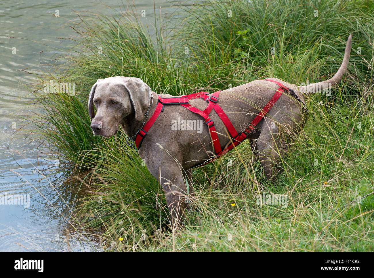 Weimaraner, un cane tedesco allevati per la caccia Foto Stock