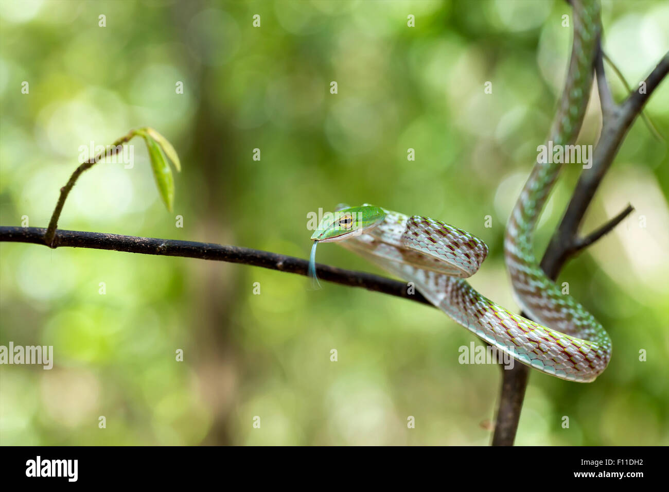 Oriental Whipsnake o Asian Vine Snake (Ahaetulla prasina) Tangkoko National Park. Sulawesi, Indonesia, della fauna selvatica Foto Stock