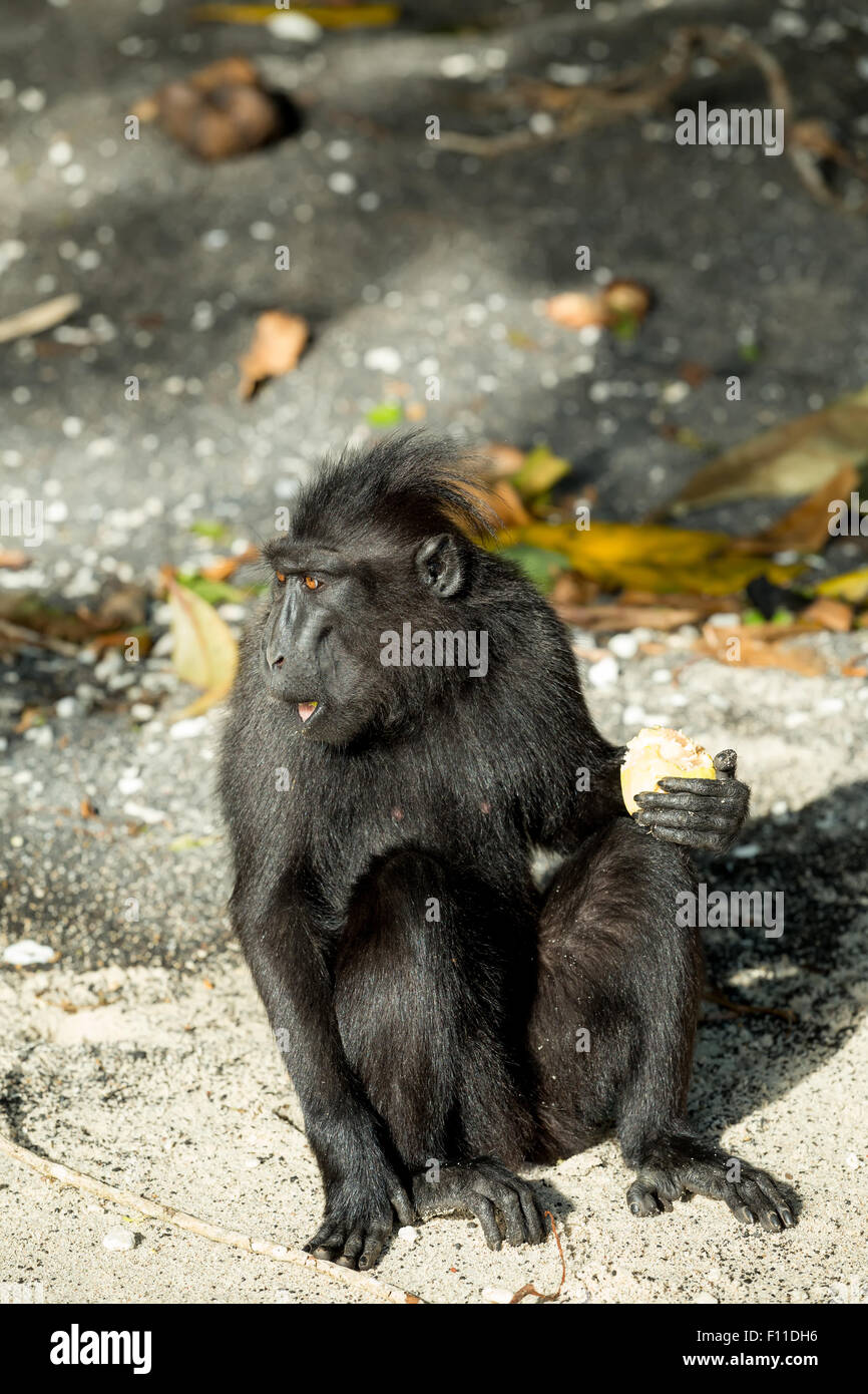 Ritratto di Ape Monkey Celebes Sulawesi nero crestato macaco Takngkoko National Park, Sulawesi, Indonesia Foto Stock