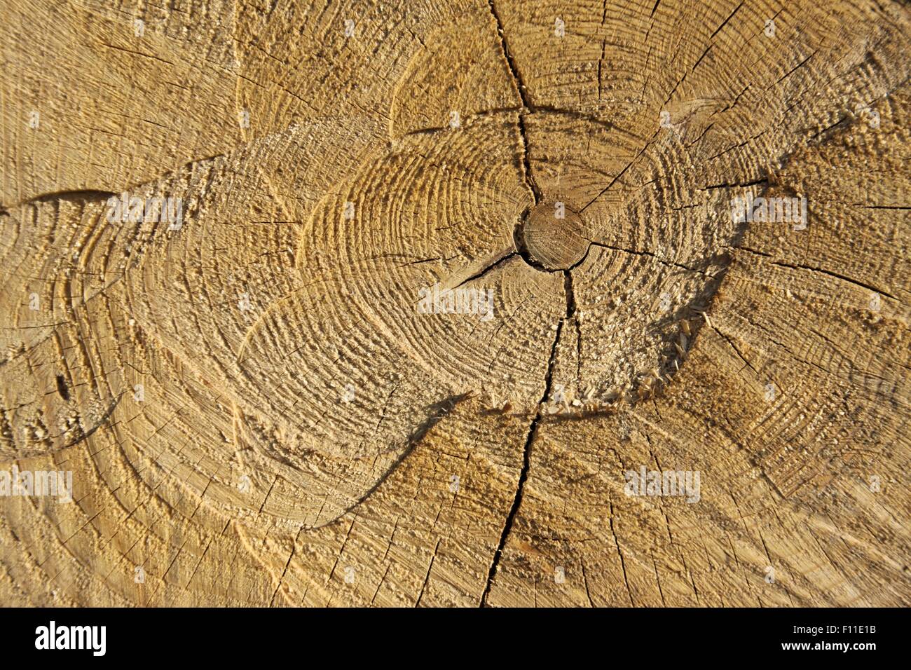 Fetta di legname,naturale sfondo di legno Foto Stock
