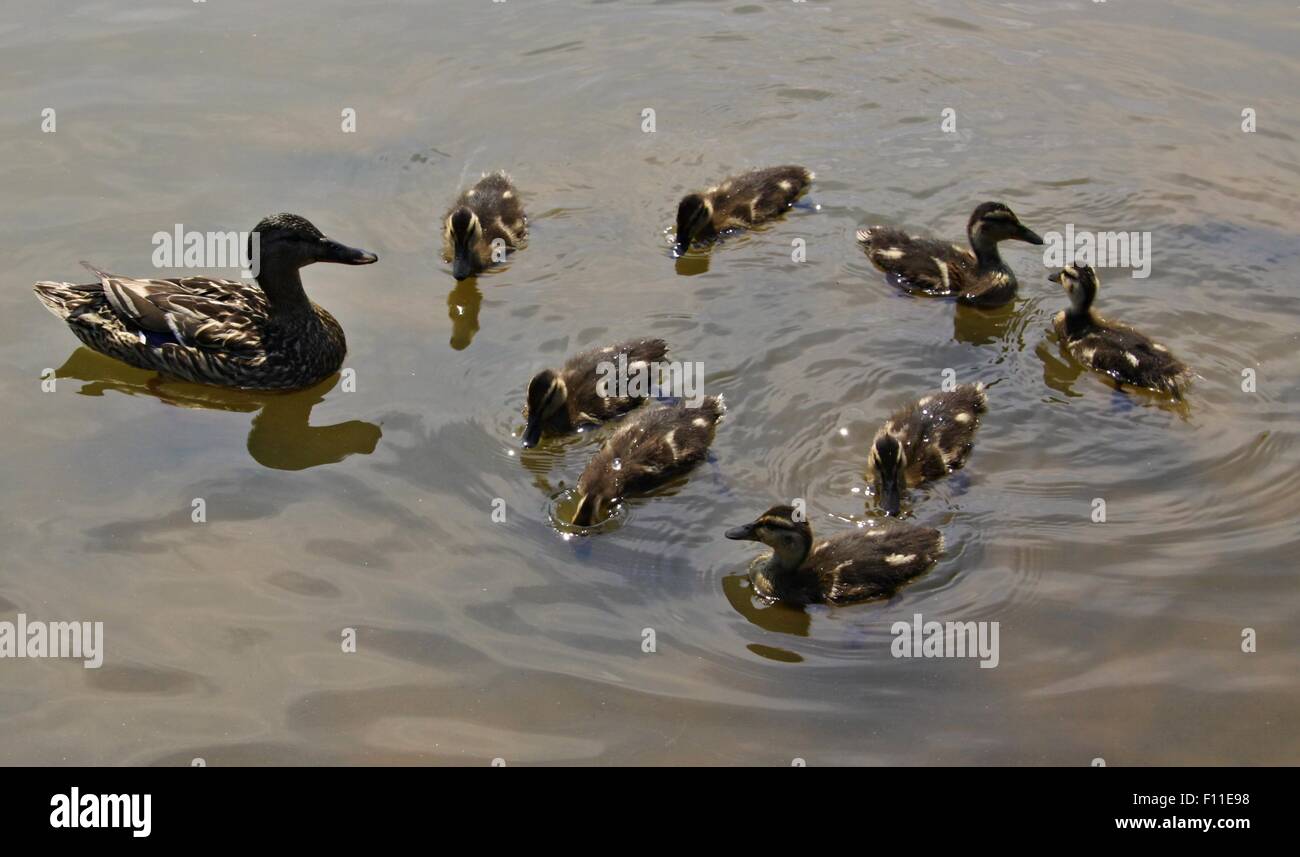 Famiglia di anatre selvatiche sullo stagno Foto Stock