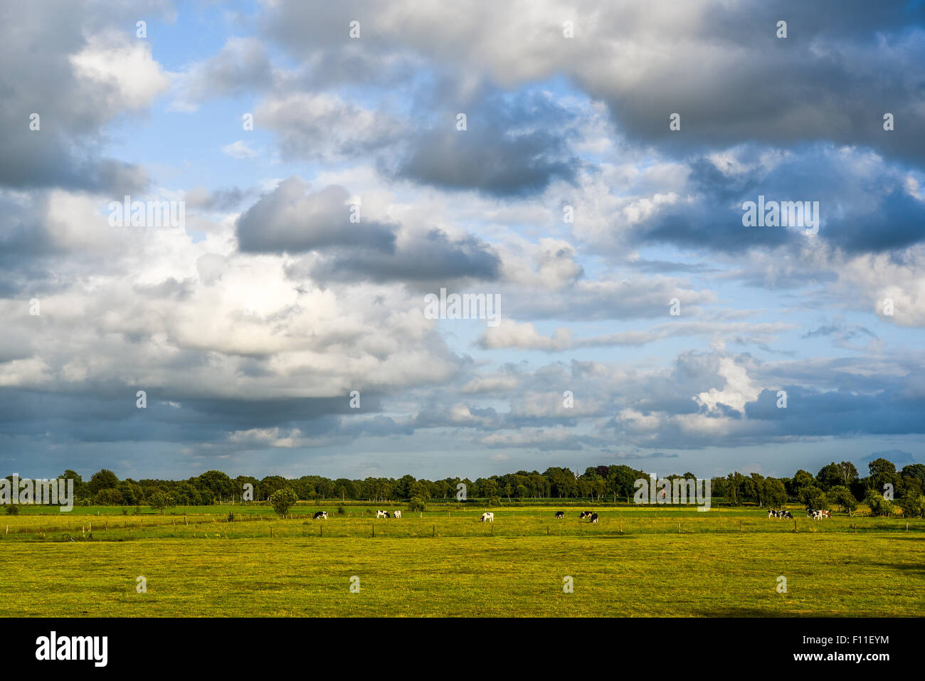 Atmosfera serale, paesaggio in rastede, ammerland, OLDENBURG, Bassa Sassonia, Germania Foto Stock