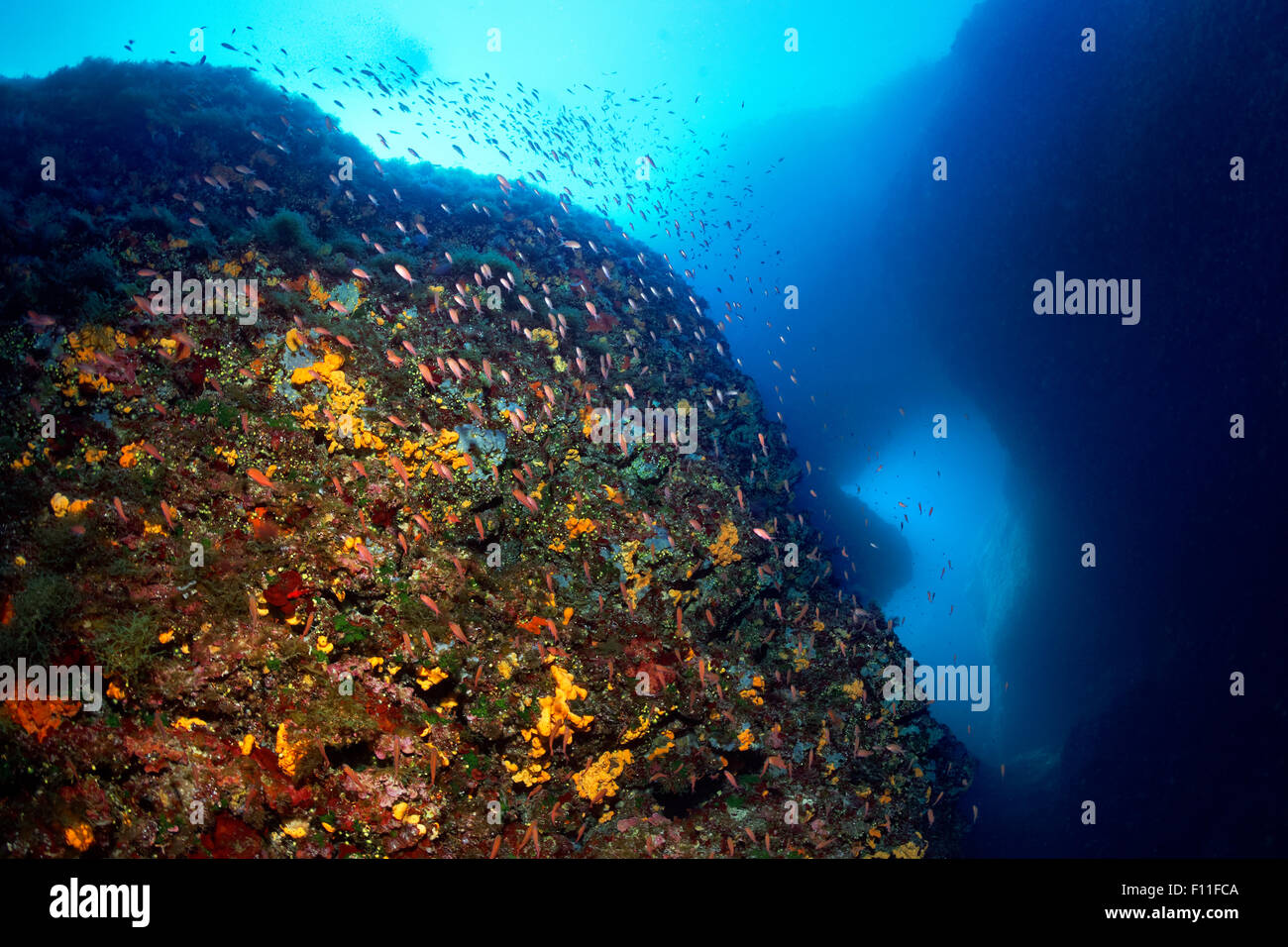 Rocce sottomarine, reef ricoperta con secca di coda forcuta seaperch (Anthias anthias), multi-spugne colorate (Poriferi), tramonto Foto Stock