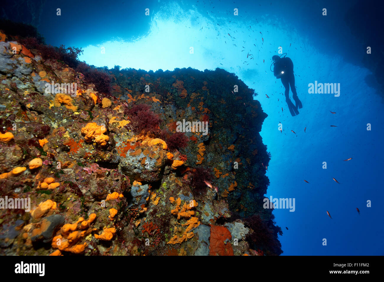 Diver con una ripida roccia, la crescita di spessore con differenti spugne (Poriferi), alghe (alghe) e moss animali (briozoi), secca di Foto Stock