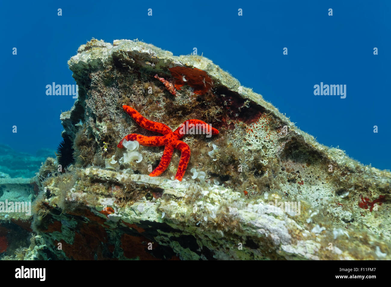 Stella Rossa (Ophidiaster ophidianus), piccoli scorfani rossi (Scorpaena notata), reef, isola di CORFU, ISOLE IONIE Foto Stock