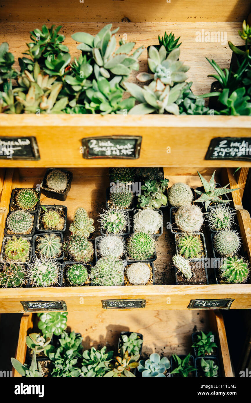 Le piante succulente in vendita in vivaio Foto Stock Le piante succulente in vendita in vivaio Foto Stock
