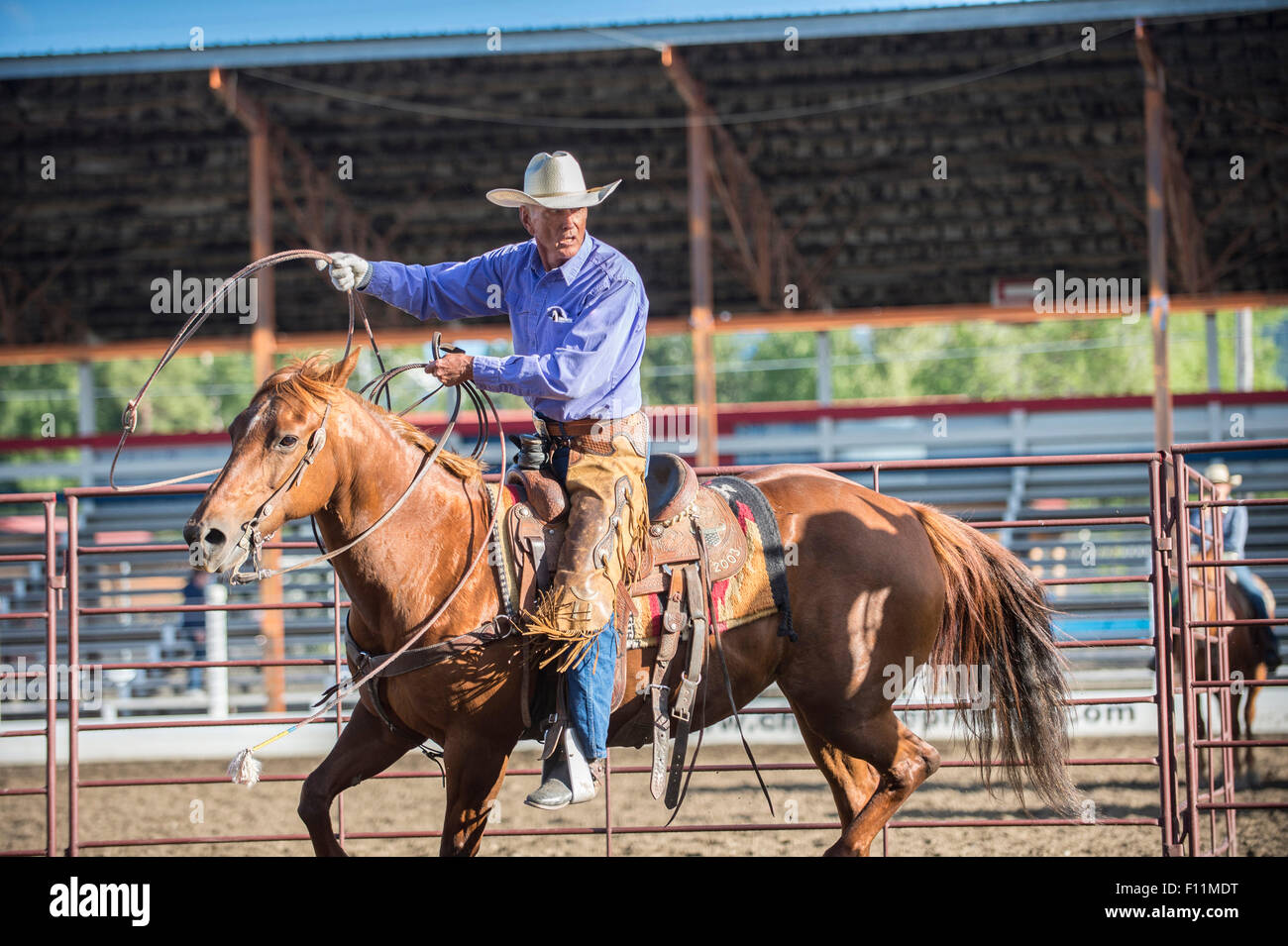 I vecchi cowboy caucasica gettando lazo al rodeo Foto Stock