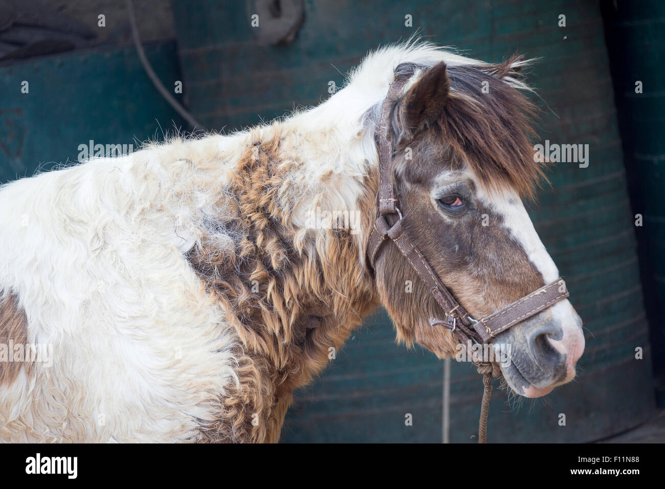 Cavalli domestici vecchio pony affetti da sindrome di Cushings Foto Stock