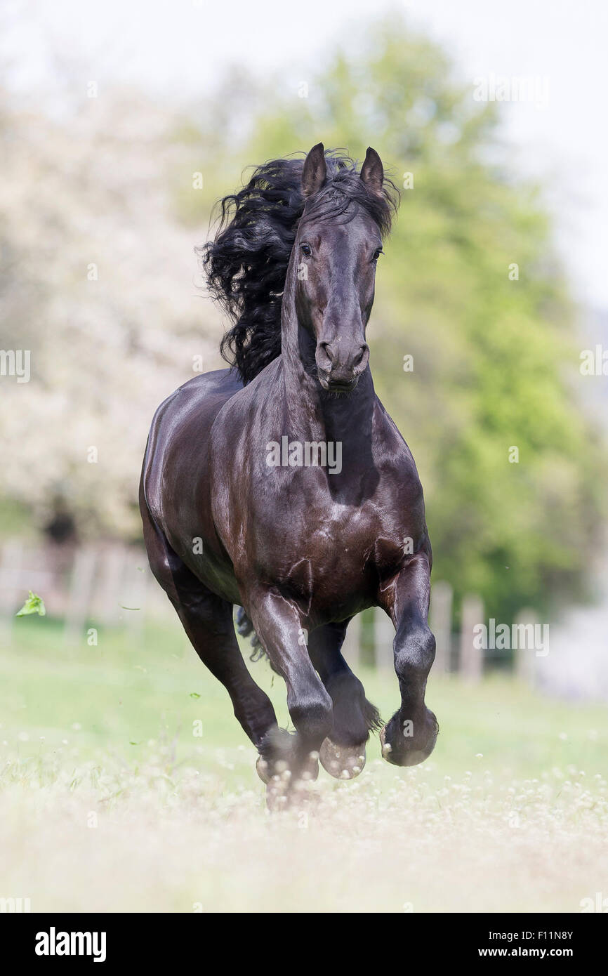 Frisone cavallo nero castrazione pascolo al galoppo Foto Stock