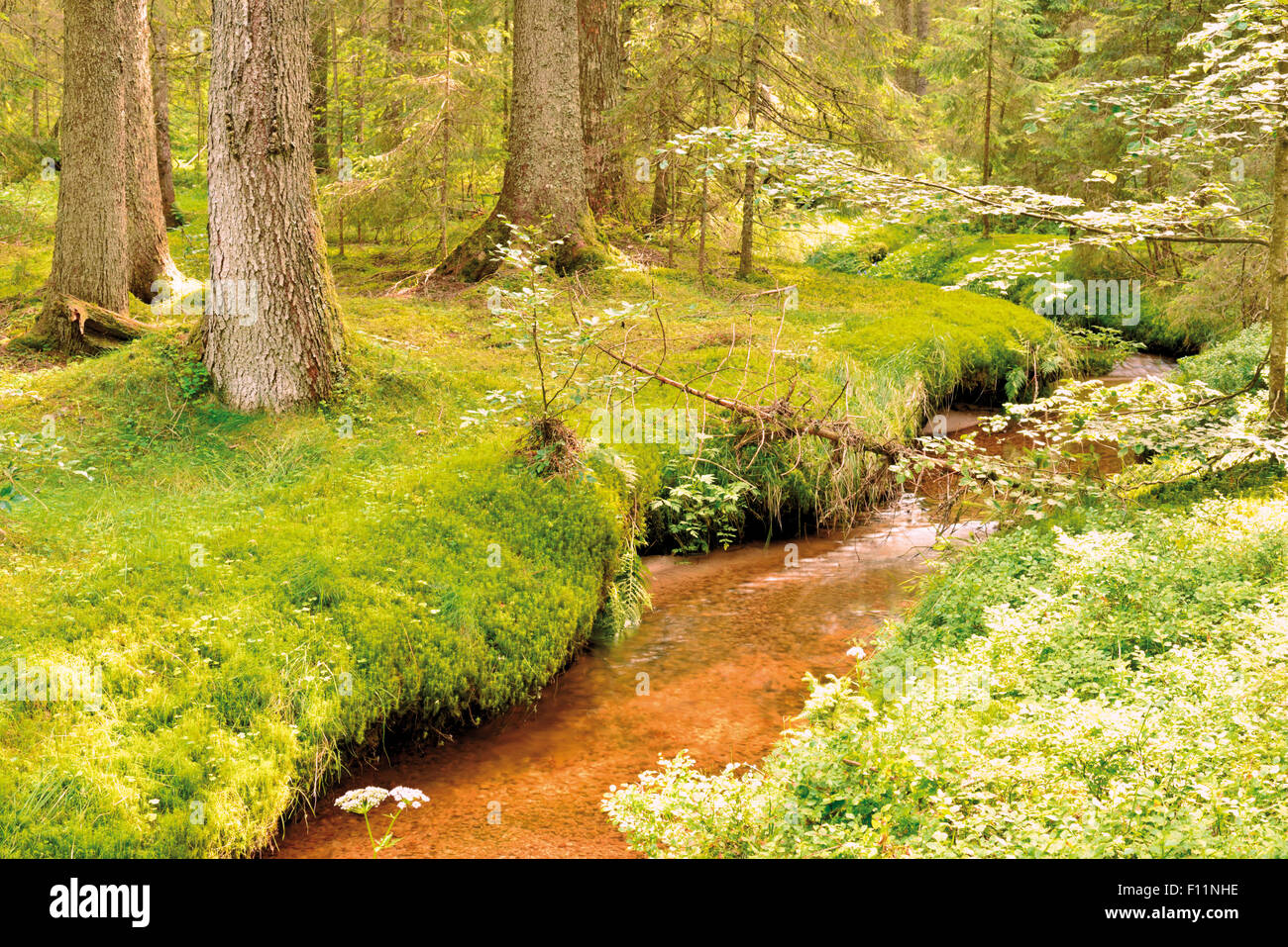 Germania, Foresta Nera: Foresta creek in moss coperto "Taubenmoos' Foto Stock