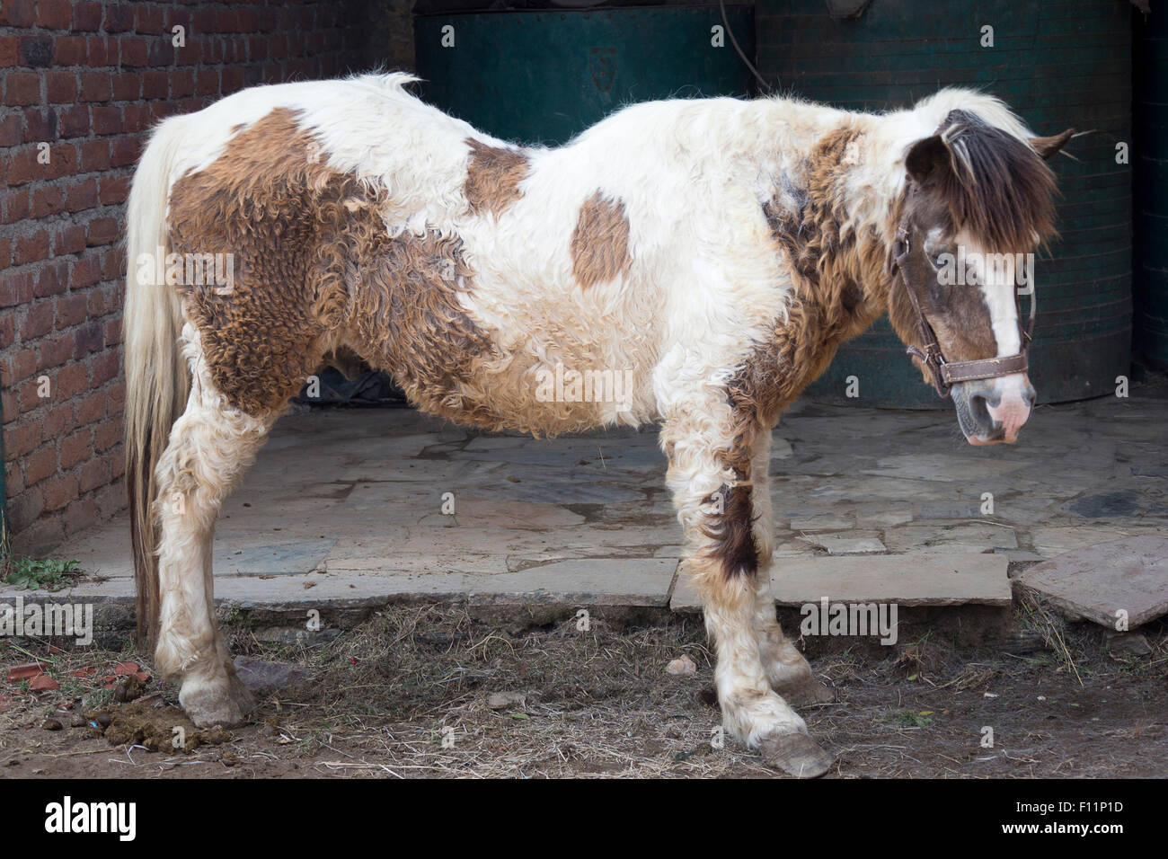 Cavalli domestici vecchio pony affetti da sindrome di Cushings e laminite Foto Stock
