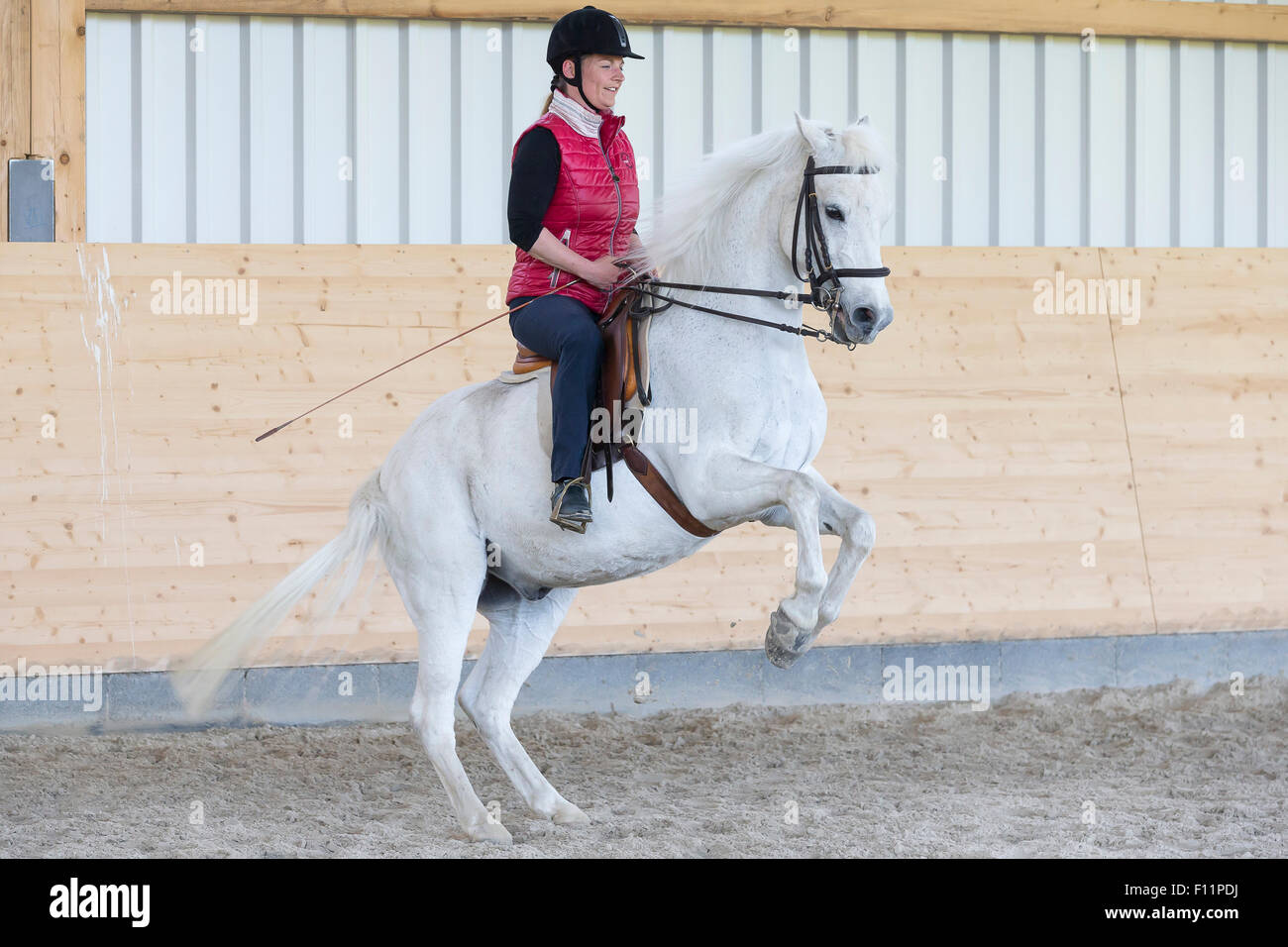 Tedesco Pony cavallo Cavaliere pony bianco esecuzione pesade Foto Stock