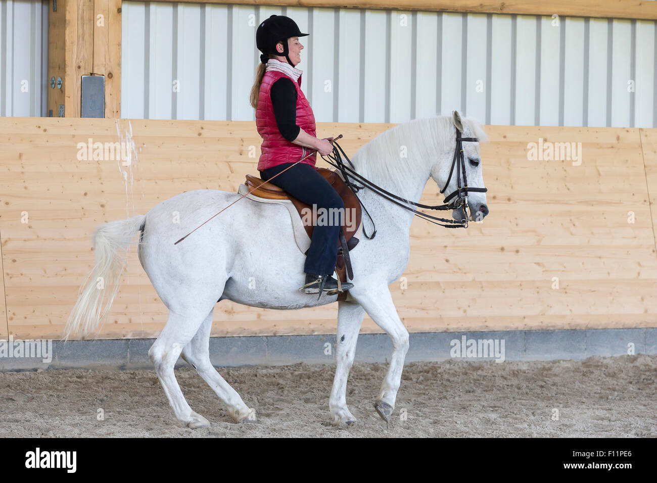 Tedesco Pony cavallo Cavaliere pony bianco esecuzione piaffe Foto Stock