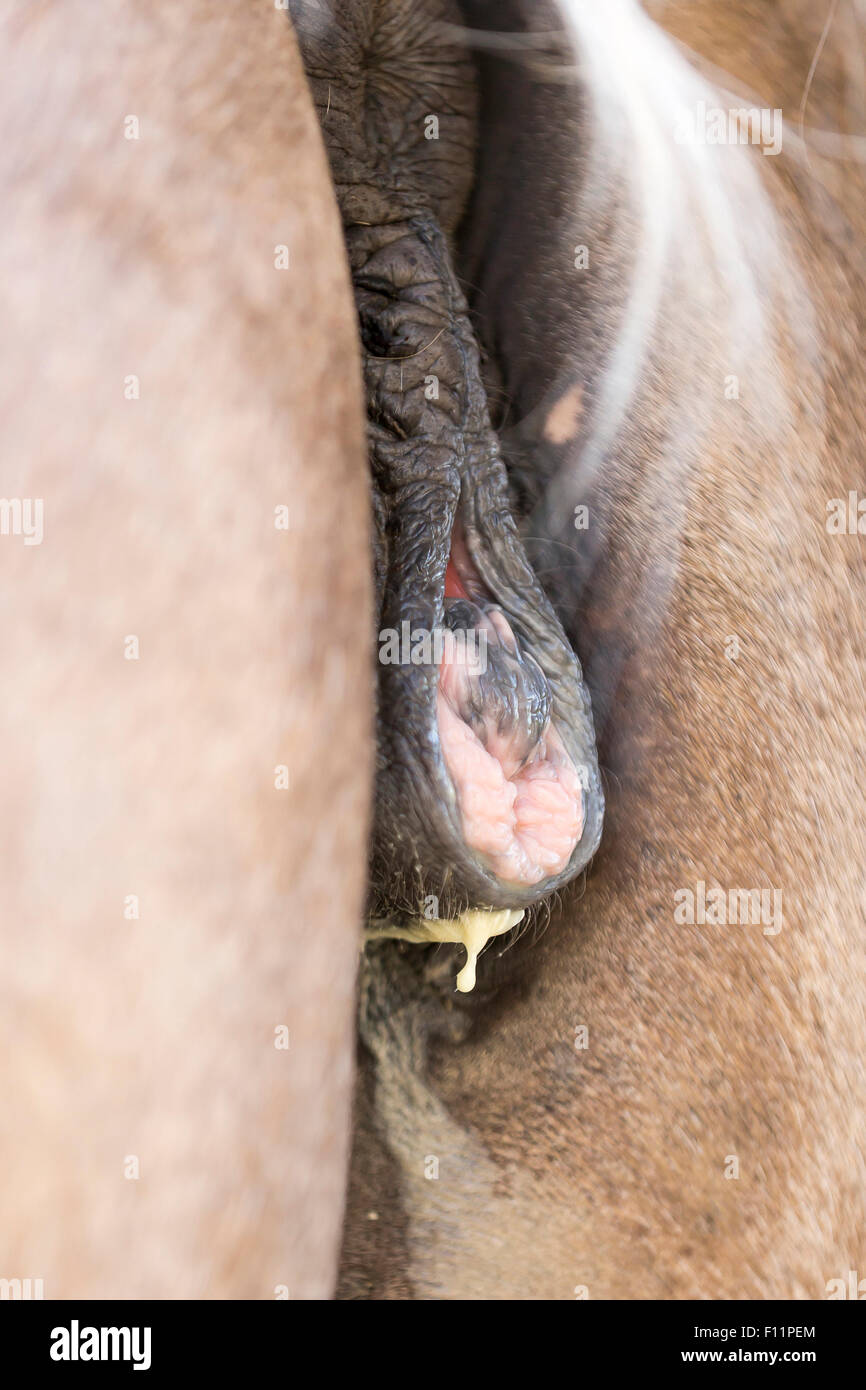 Cavalli di Razza Haflinger. Mare in calore Foto stock - Alamy