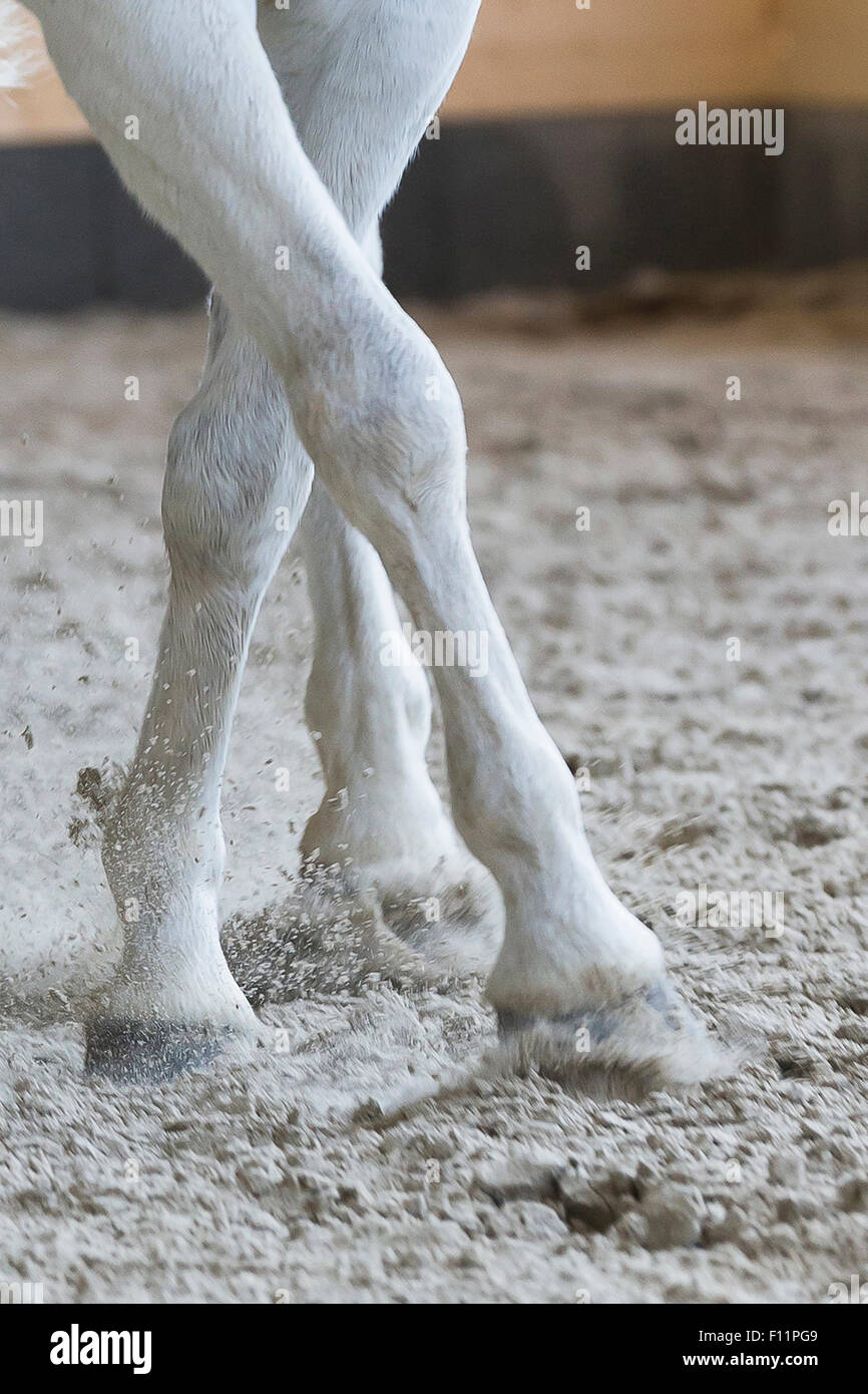 Il tedesco cavalcare pony gambe pony bianco esecuzione di metà-pass Foto Stock