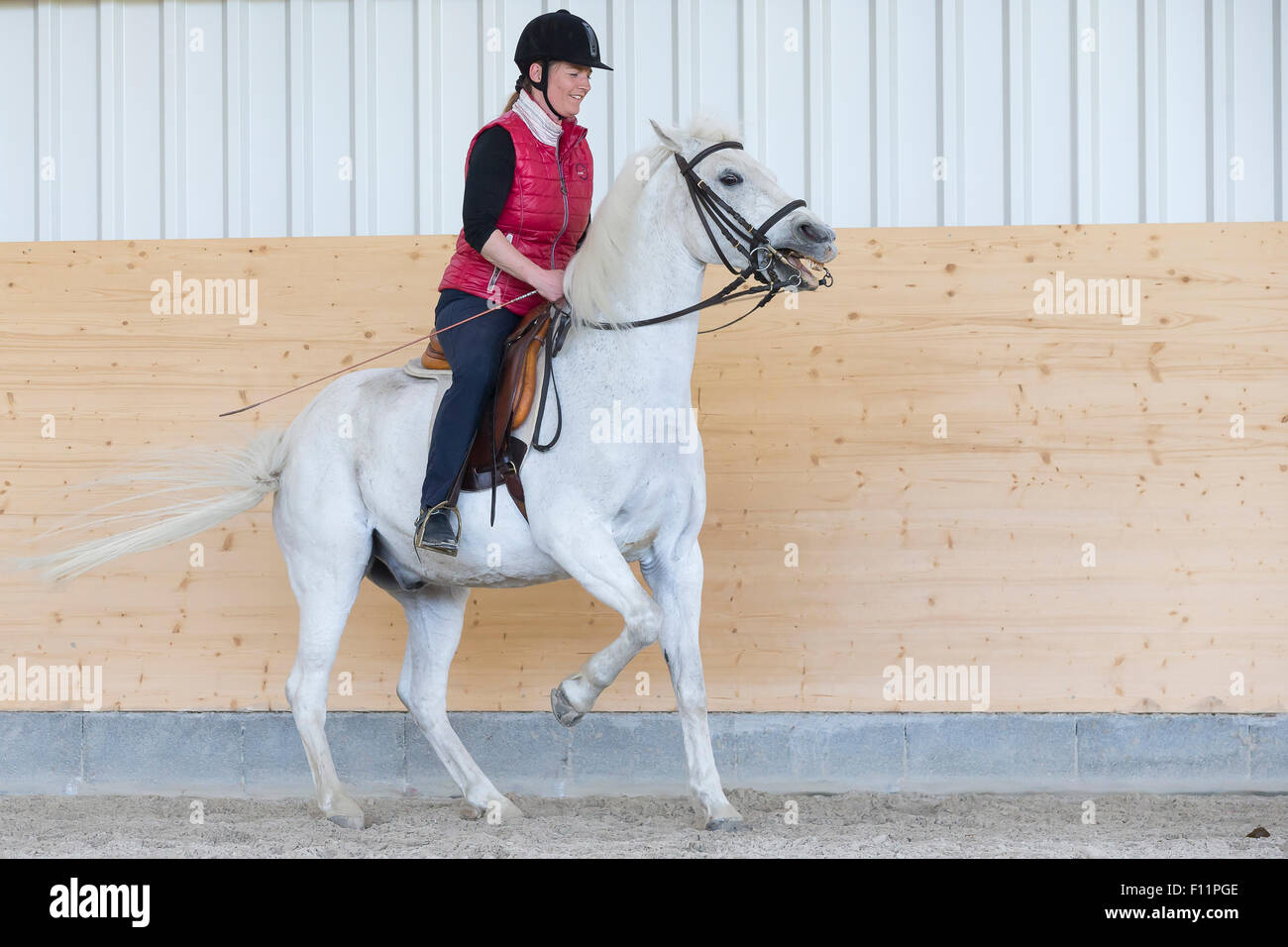 Il tedesco cavalcare pony pony bianco che mostra resistenza contro il suo pilota Foto Stock