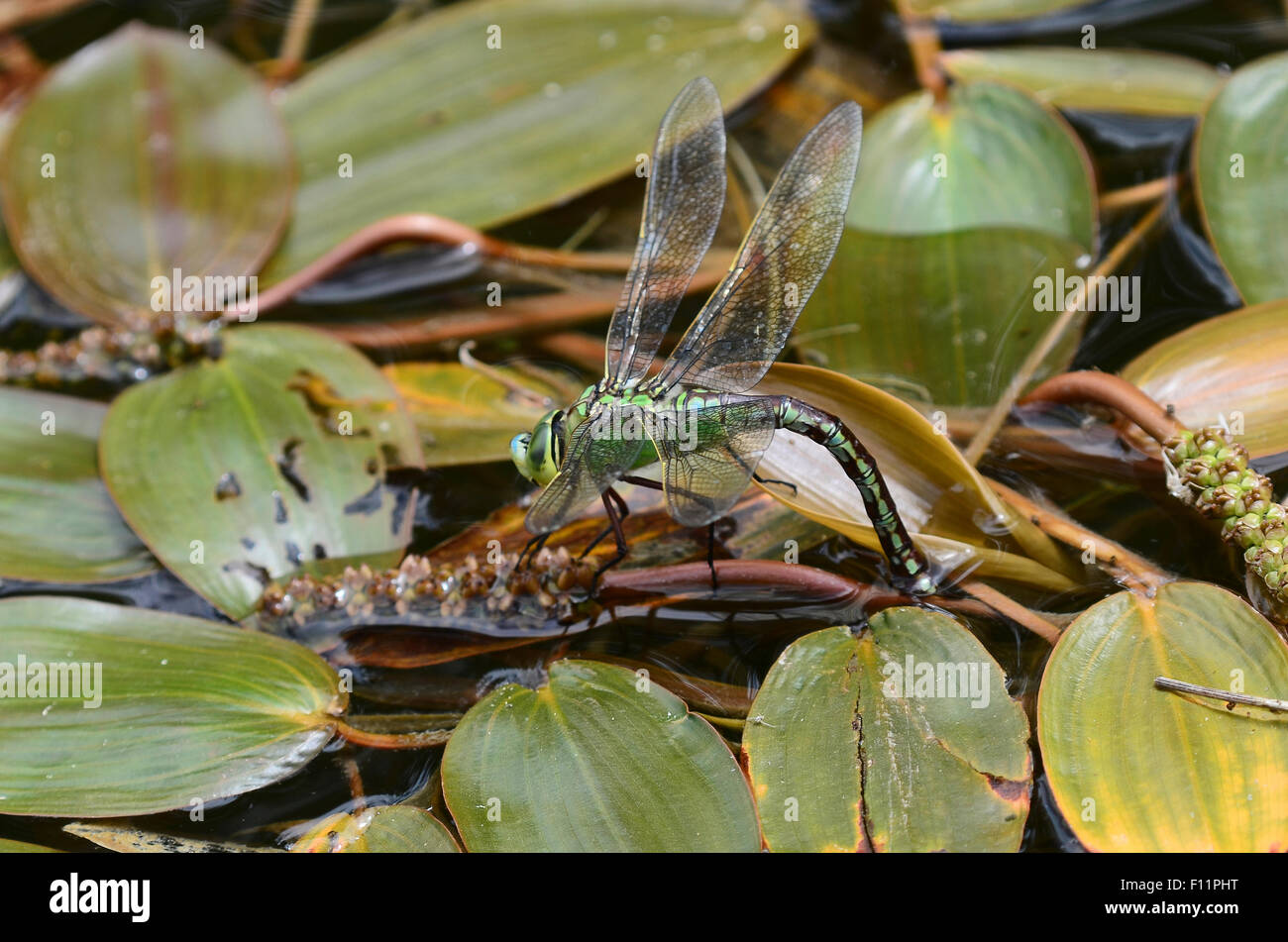 Femmina a forma di libellula imperatore uovo che posa REGNO UNITO Foto Stock