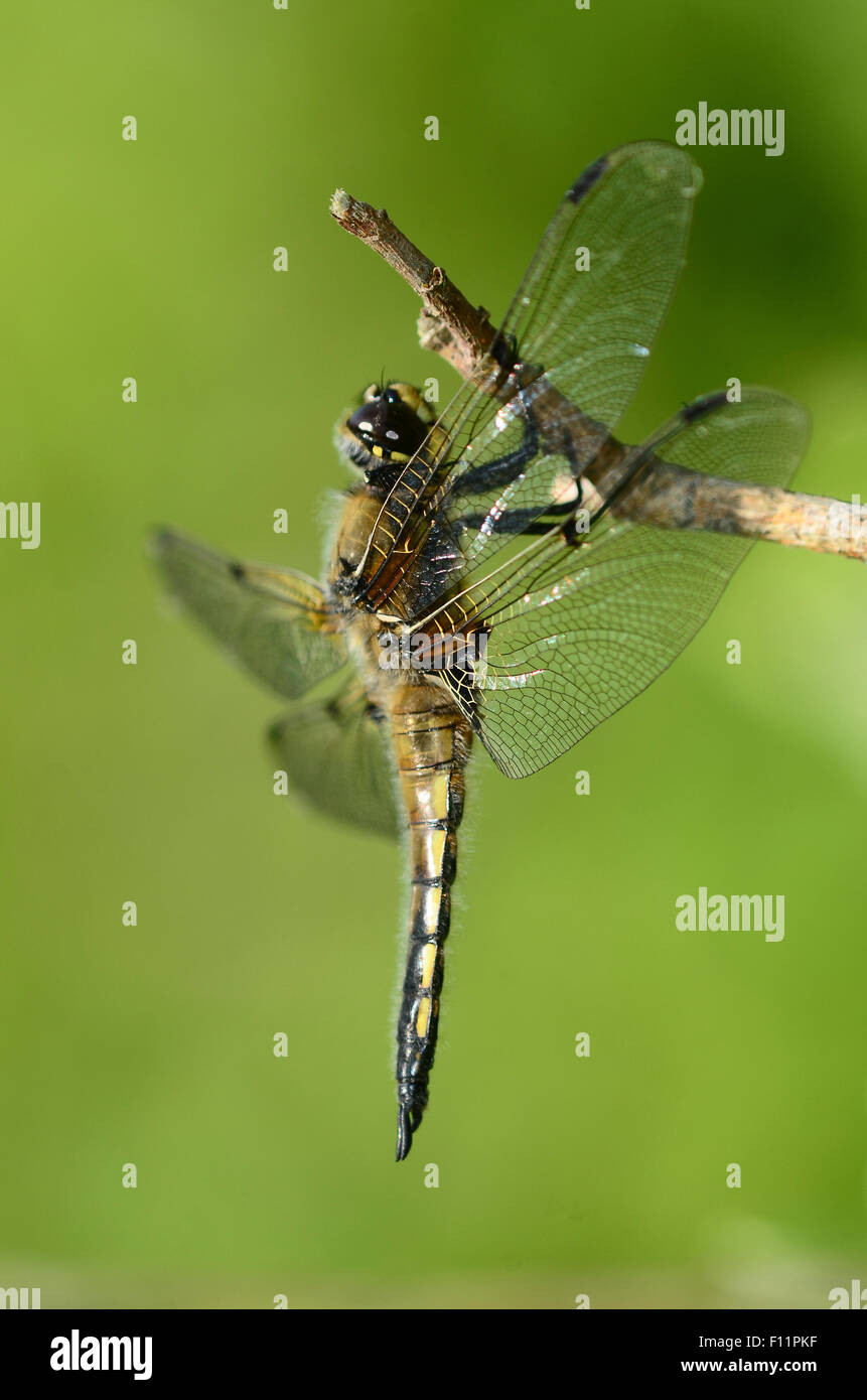 Un quattro-spotted chaser su un ramoscello REGNO UNITO Foto Stock