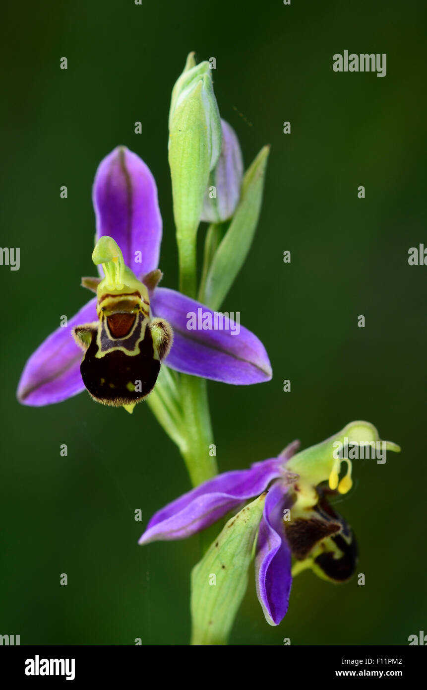 Un incredibile bee orchid REGNO UNITO Foto Stock