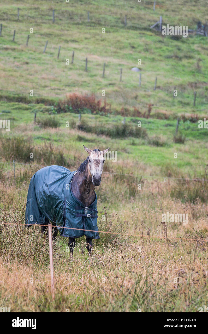 Irish Sporthorse indossando rug, in piedi pioggia Shetland, Scozia Foto Stock