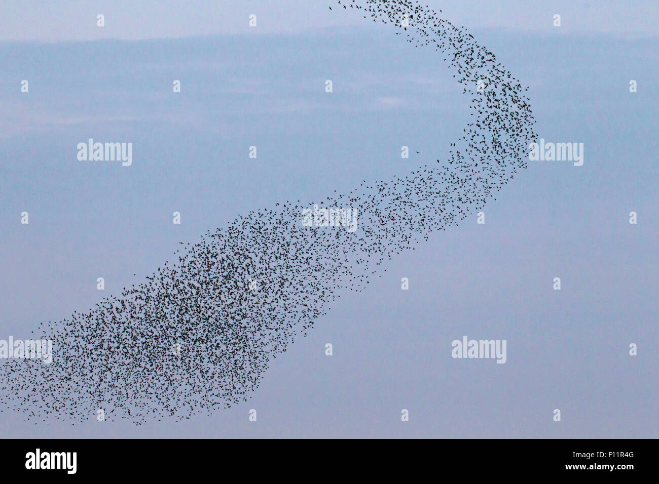Unione Starling (Sturnus vulgaris), gregge volo Foto Stock