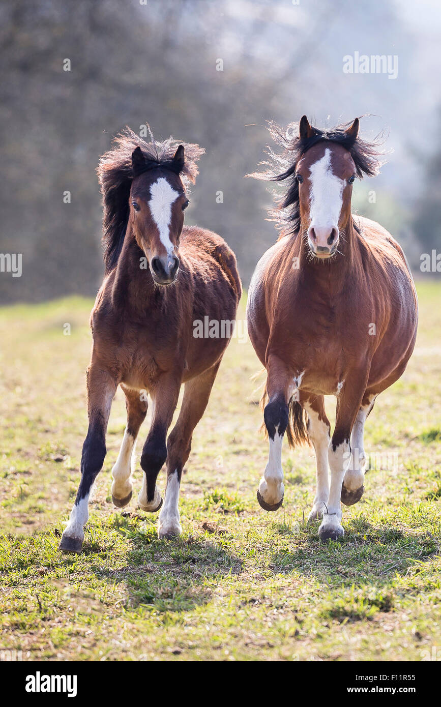 Pony Welsh baia due adulti pascolo al galoppo Foto Stock