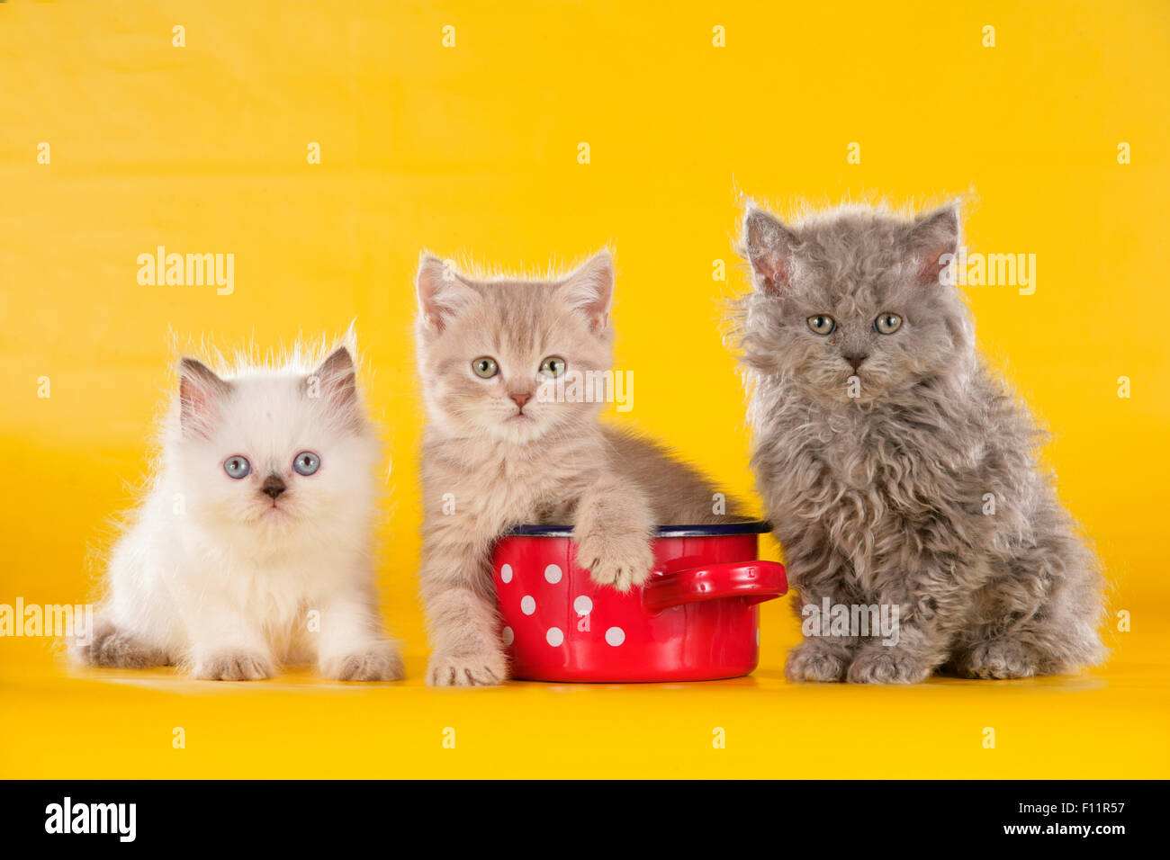 Il gatto domestico tre gattini (Selkirk Rex e British Shorthair) seduto accanto al rosso pentola di cottura white polka dots Studio immagine Foto Stock