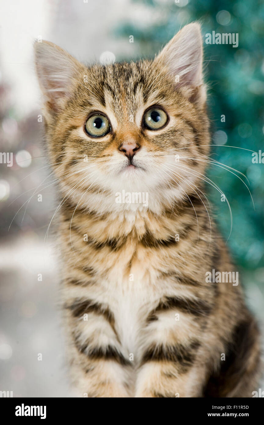 Il gatto domestico Tabby gattini anteriore decorazioni di Natale Foto Stock