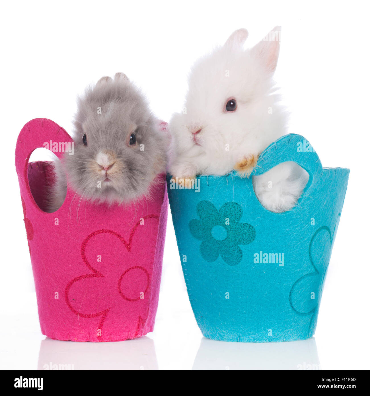 Coniglio nano, Lionhead rabbit due individui di rosso e di blu borse studio immagine contro uno sfondo bianco Foto Stock