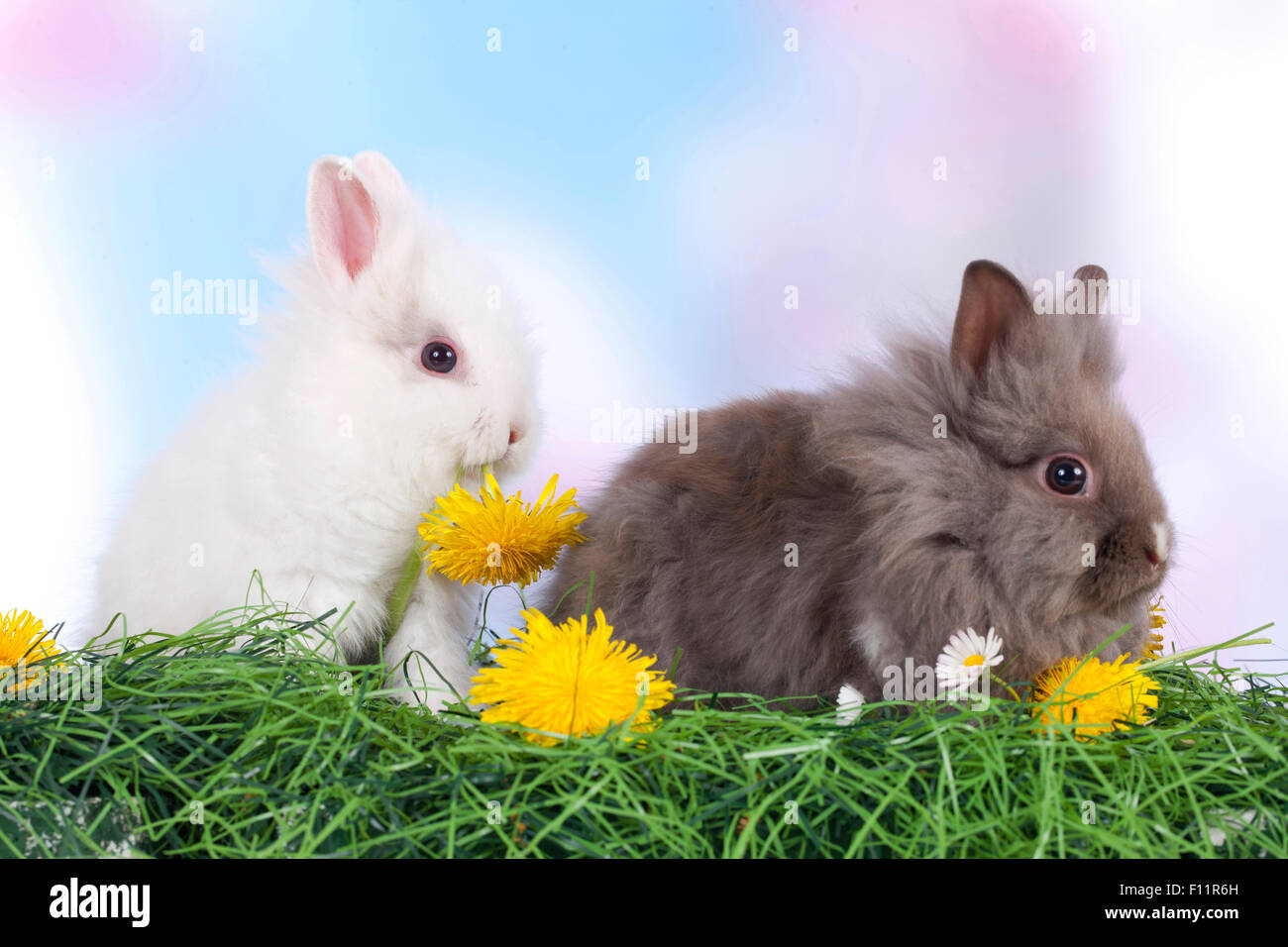 Coniglio nano, Lionhead rabbit due individui erba fiori di dente di leone Foto Stock