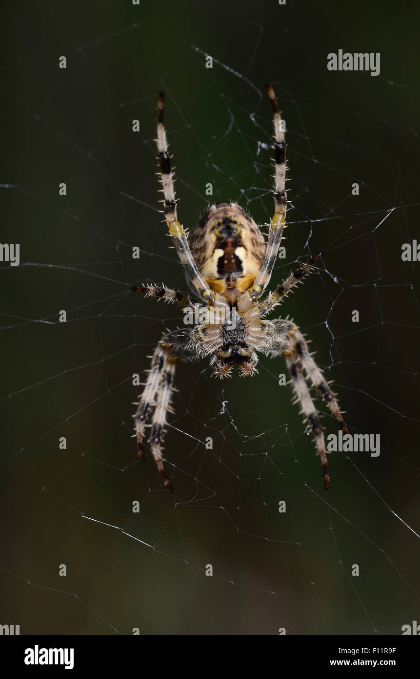 Giardino spider su un web UK Foto Stock