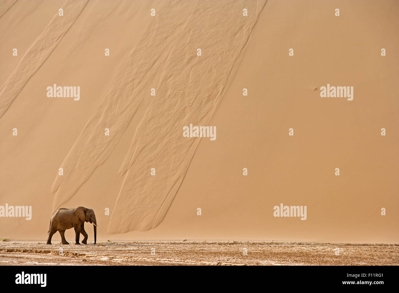 Elefante africano, Desert Elefante africano (Loxodonta africana africana) Adulti davanti a piedi enorme duna di sabbia Namib-Skeleton Coast National Foto Stock