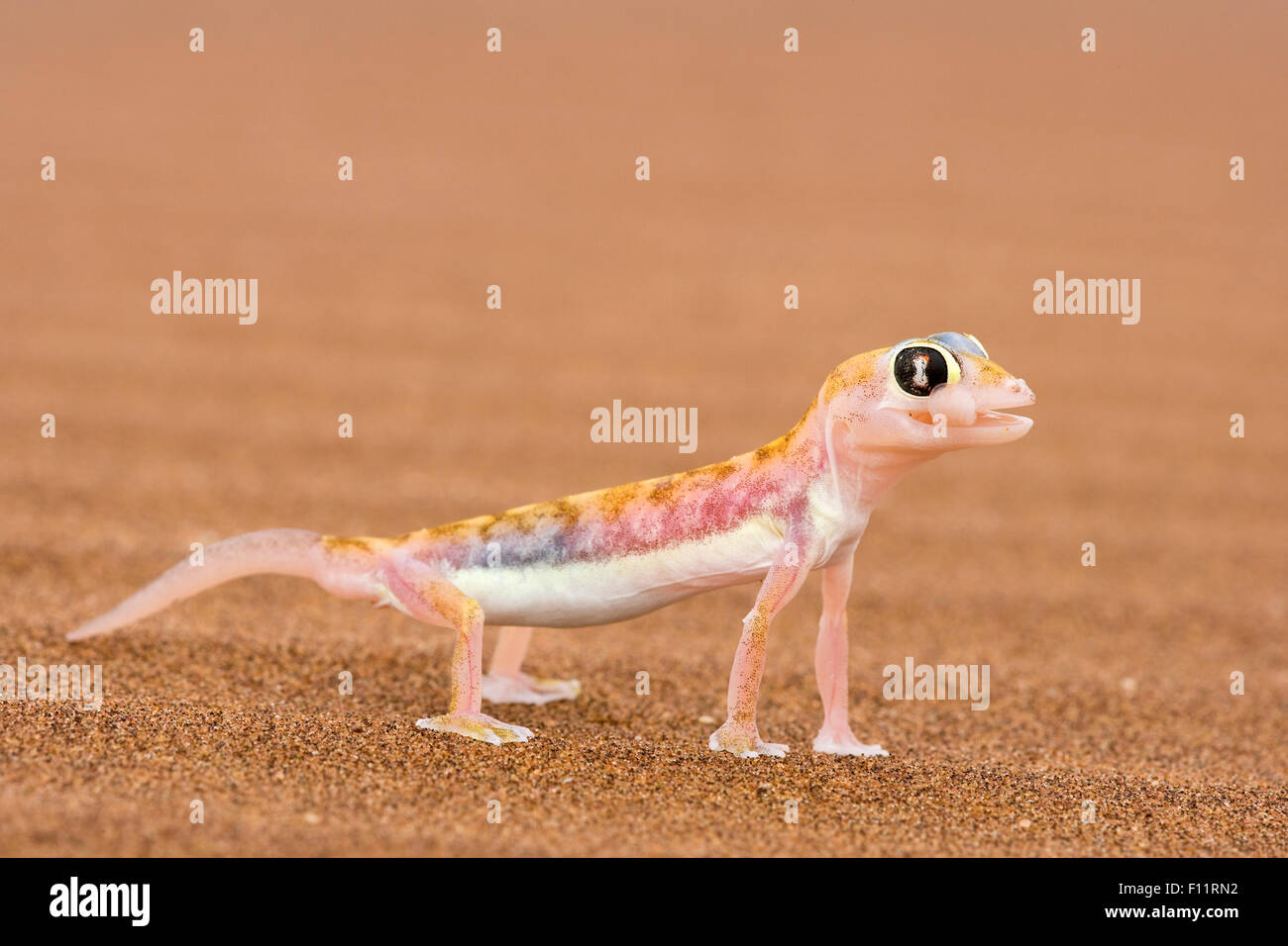 Geco Della Sabbia Del Namib O Geco Dai Piedi Palmati Del Namib Immagini Geco Della Sabbia Del Namib O Geco Dai Piedi Palmati Del Namib Immagini