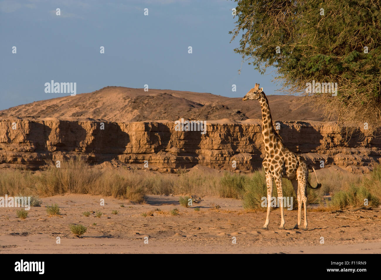 Una giraffa di Angola, Namibia (Giraffa Giraffa camelopardalis angolensis) permanente degli adulti il deserto Namib-Skeleton Coast National Pa Foto Stock